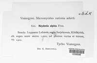 Image of Heydenia alpina